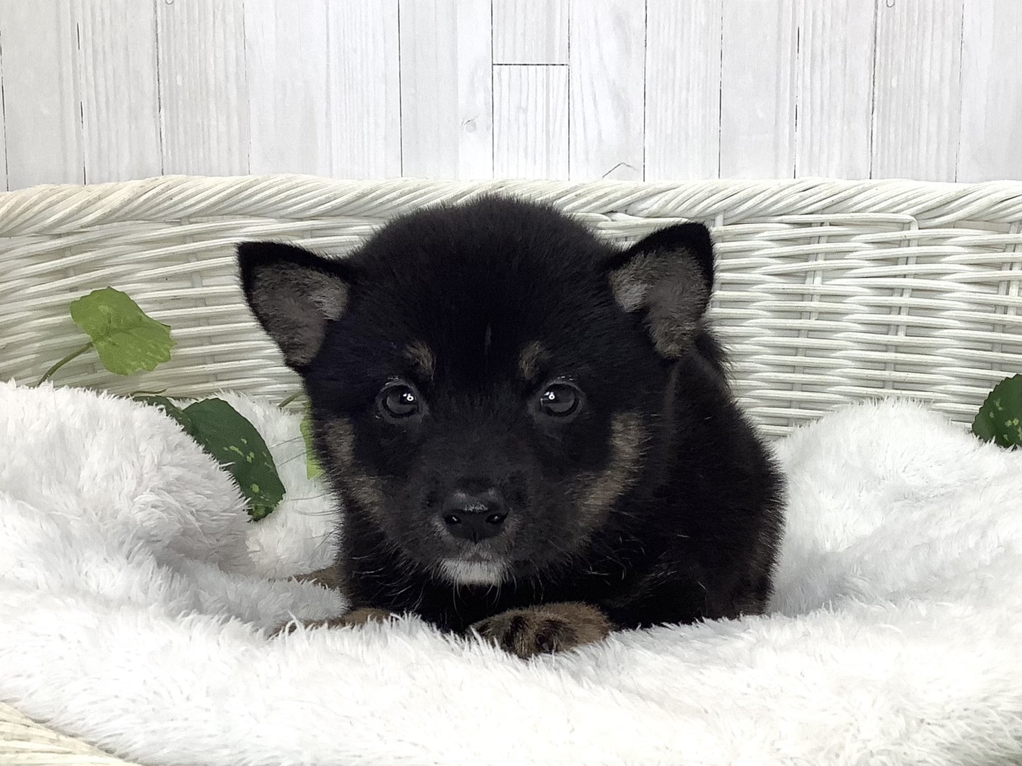 静岡県の豆柴 (マルエスペット清水駒越店/2026年7月19日生まれ/男の子/黒)の子犬の1枚目の画像