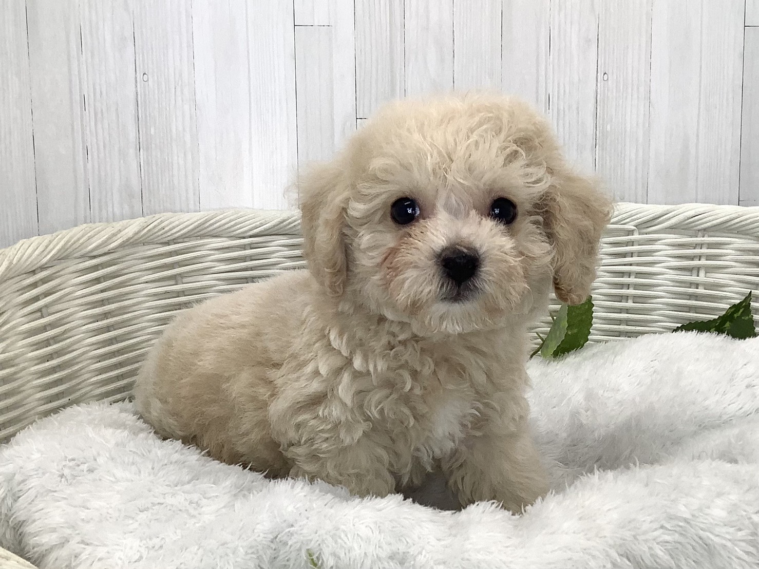 静岡県のハーフ犬・ミックス犬 (マルエスペットホームアシスト店/2026年7月20日生まれ/男の子/クリーム)の子犬の3枚目の画像