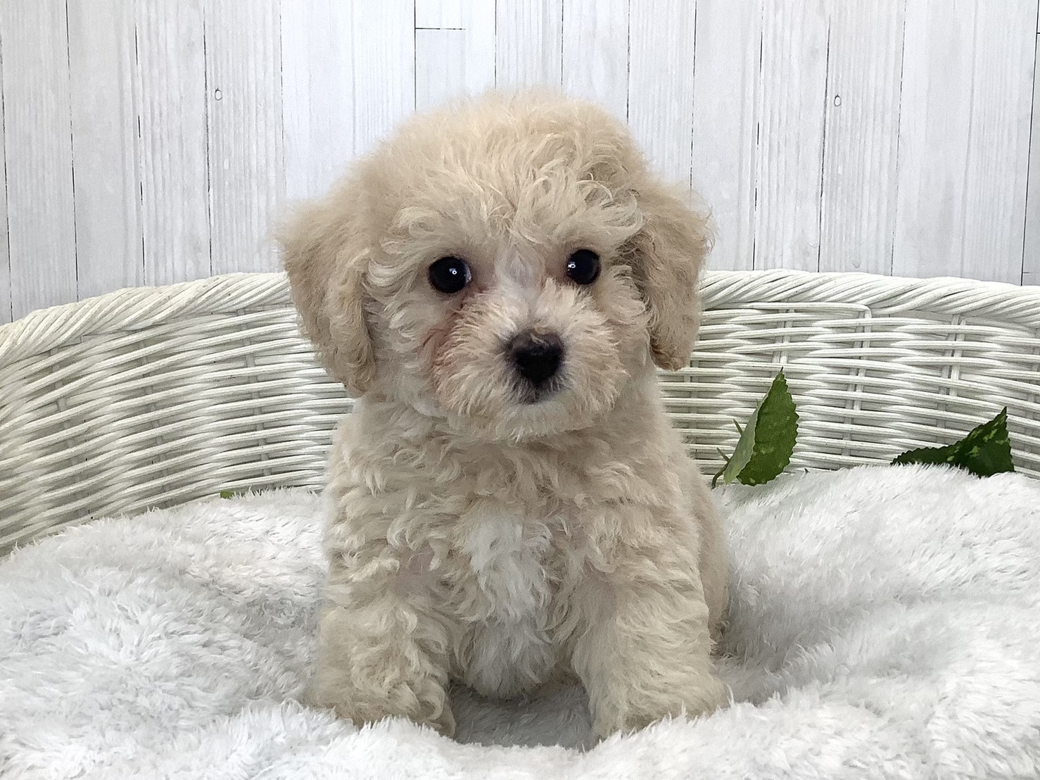 静岡県のハーフ犬・ミックス犬 (マルエスペットホームアシスト店/2026年7月20日生まれ/男の子/クリーム)の子犬の1枚目の画像
