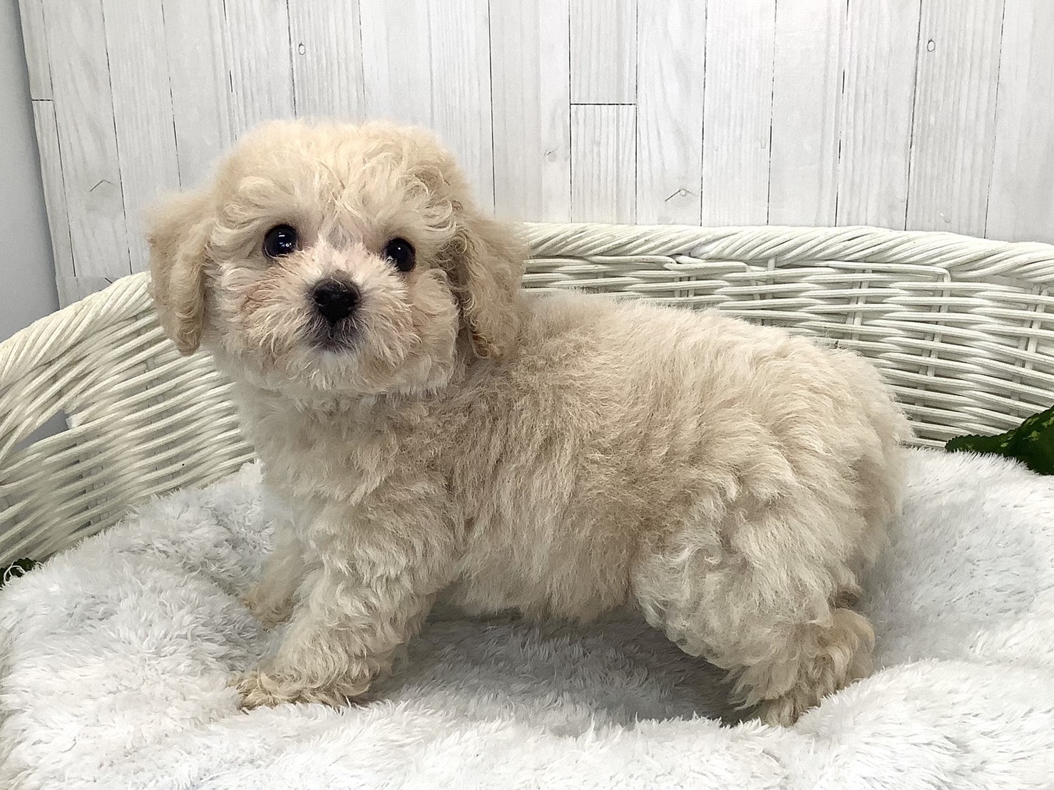 静岡県のハーフ犬・ミックス犬 (マルエスペットホームアシスト店/2026年7月20日生まれ/男の子/クリーム)の子犬の2枚目の画像