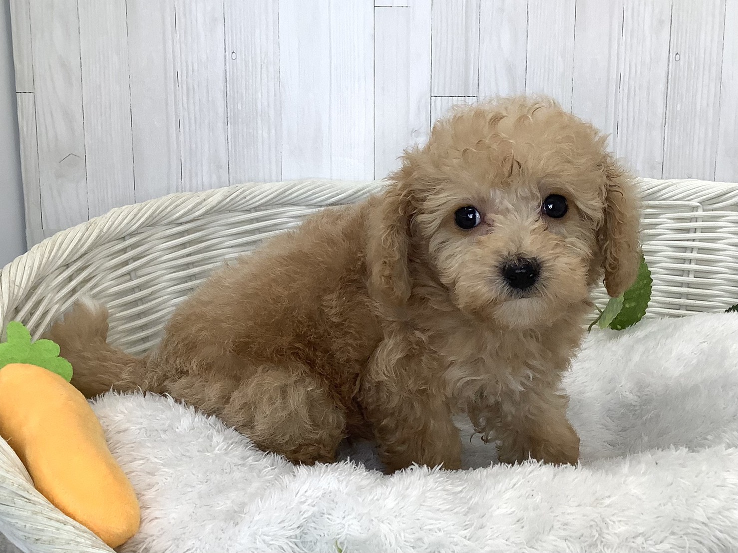 静岡県のハーフ犬・ミックス犬 (マルエスペット島田店/2026年7月19日生まれ/男の子/クリーム)の子犬の2枚目の画像