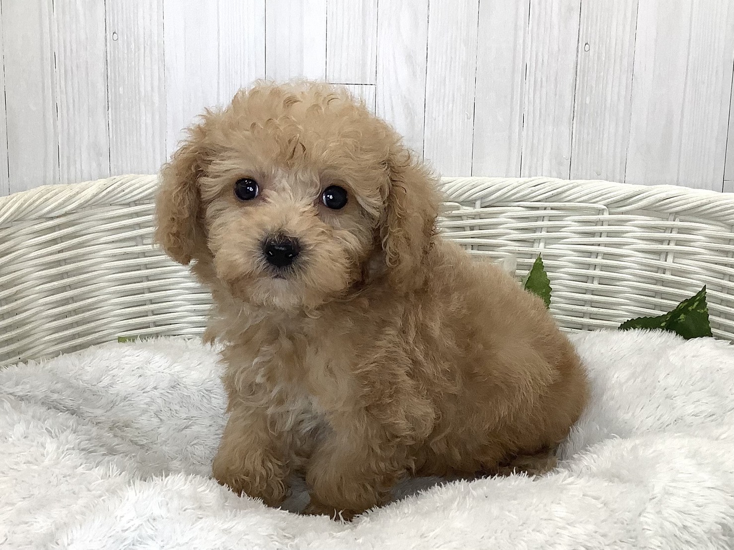 静岡県のハーフ犬・ミックス犬 (マルエスペット島田店/2026年7月19日生まれ/男の子/クリーム)の子犬の3枚目の画像