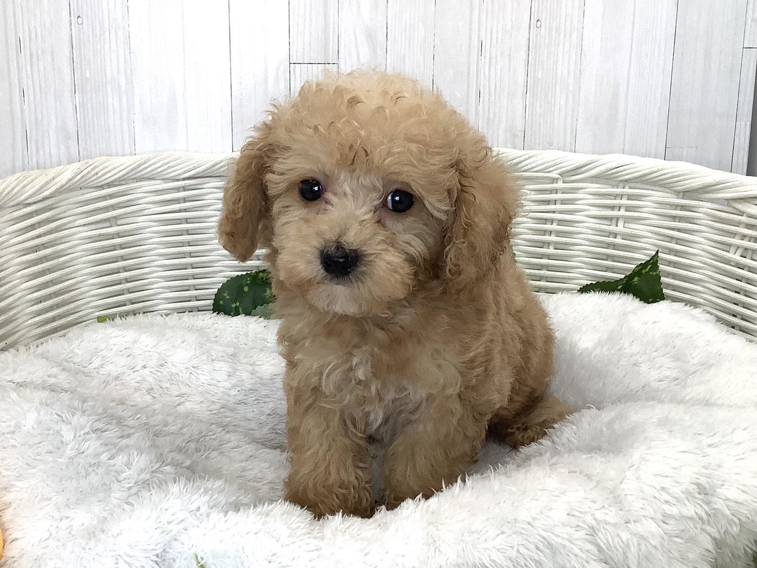 静岡県のハーフ犬・ミックス犬 (マルエスペット島田店/2026年7月19日生まれ/男の子/クリーム)の子犬の1枚目の画像