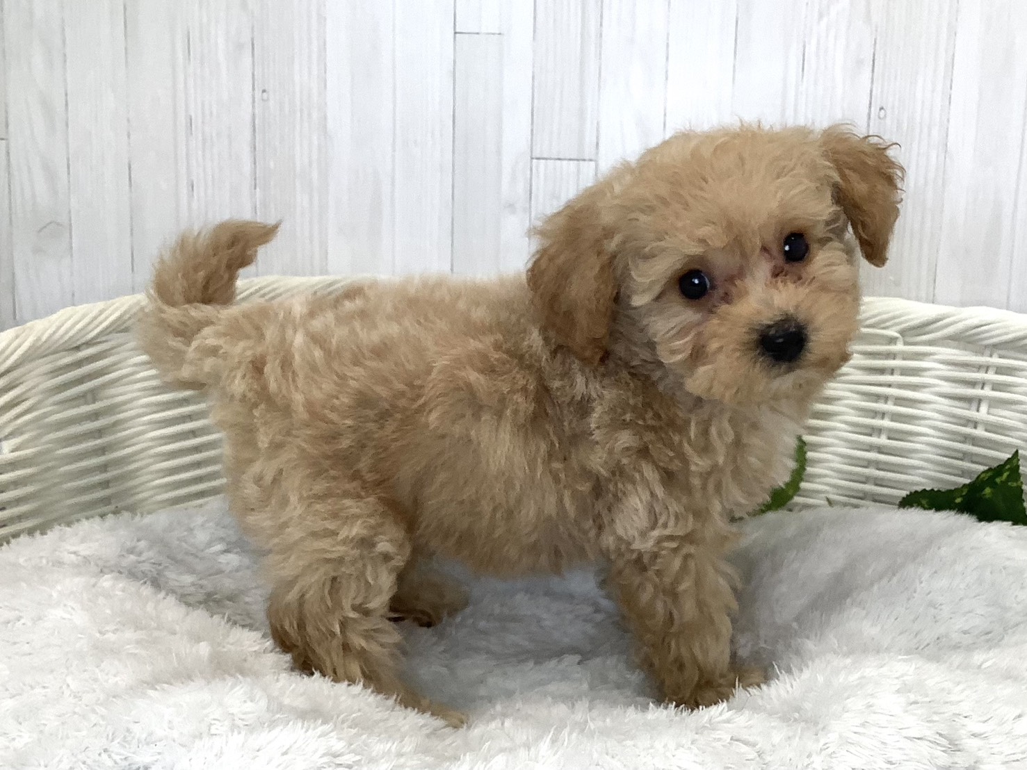 奈良県のハーフ犬・ミックス犬 (ペットアミ生駒店/2026年7月19日生まれ/男の子/アプリコット)の子犬の3枚目の画像