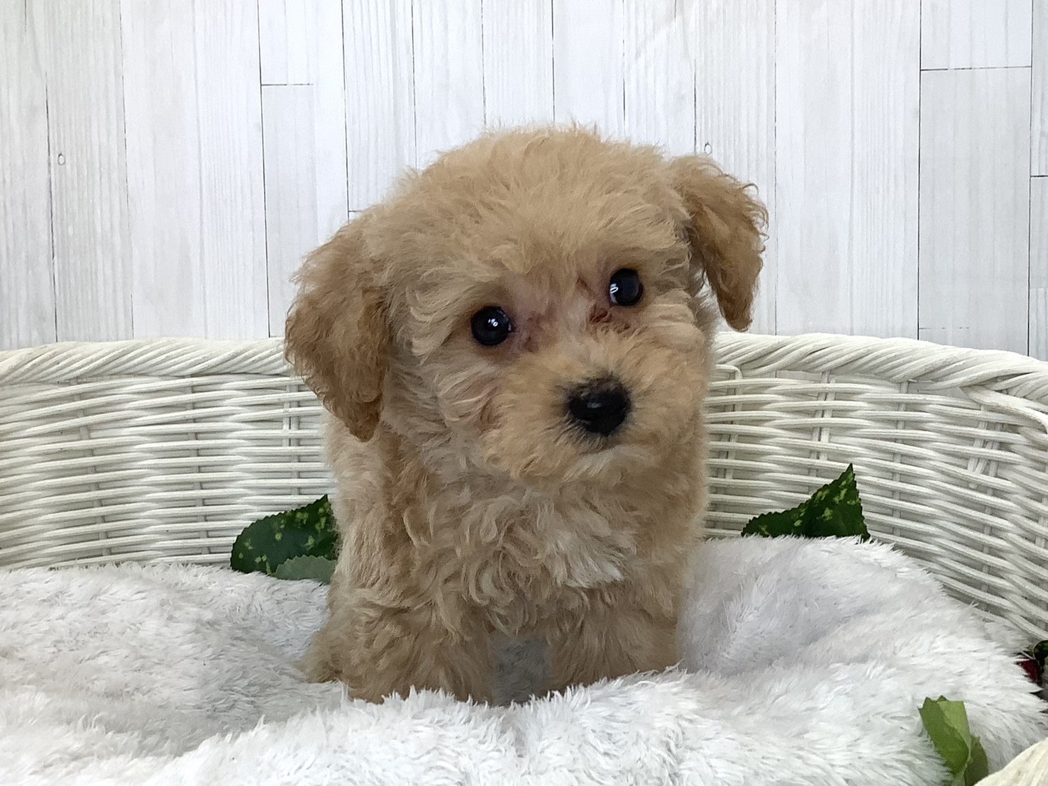 奈良県のハーフ犬・ミックス犬 (ペットアミ生駒店/2026年7月19日生まれ/男の子/アプリコット)の子犬の1枚目の画像