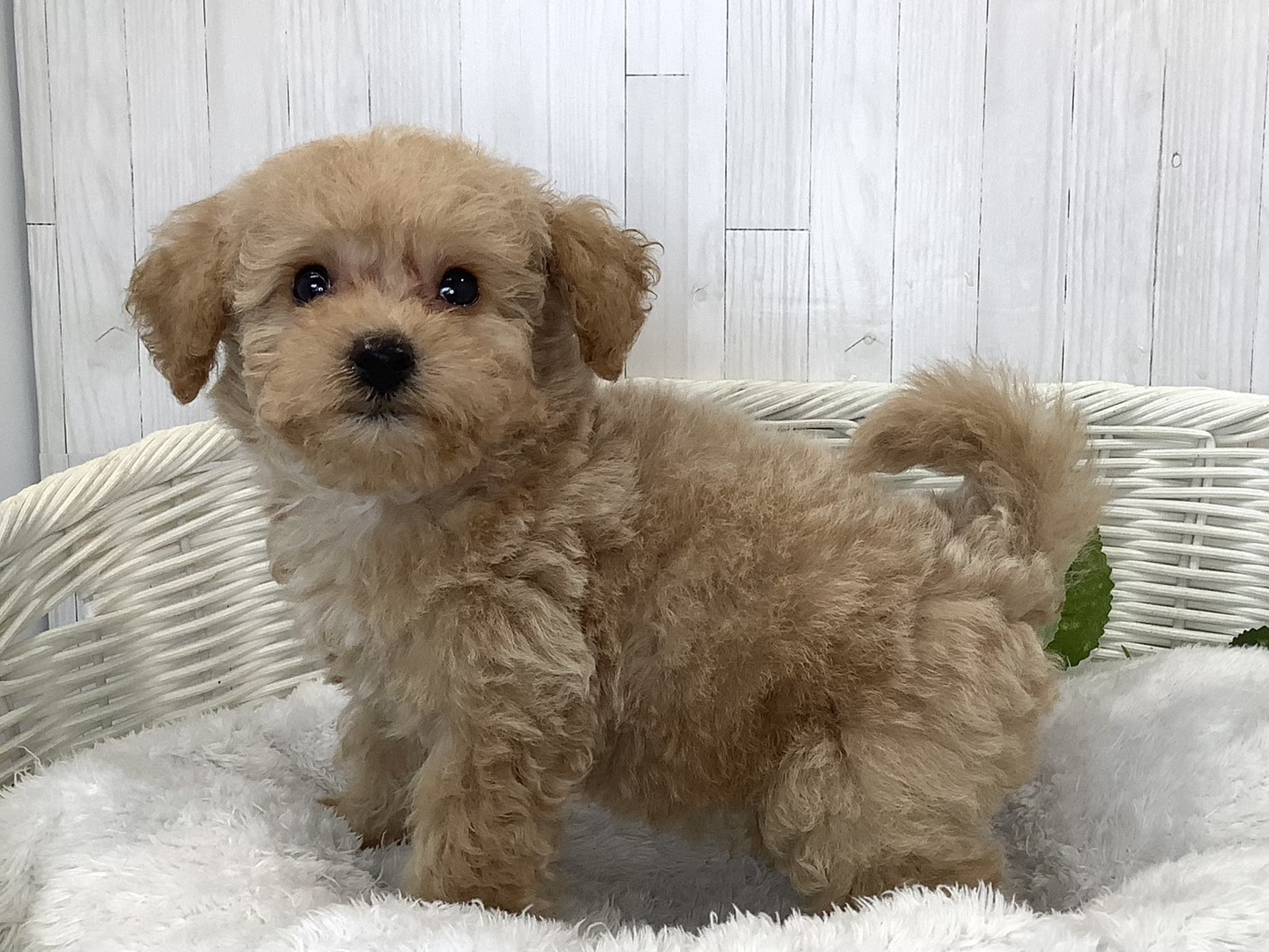 奈良県のハーフ犬・ミックス犬 (ペットアミ生駒店/2026年7月19日生まれ/男の子/アプリコット)の子犬の2枚目の画像
