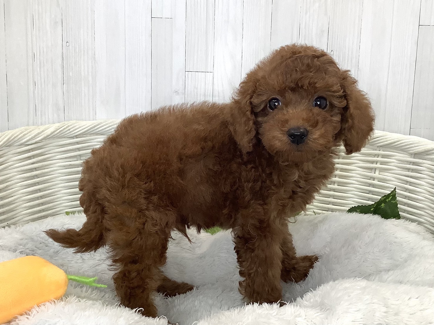 奈良県のハーフ犬・ミックス犬 (マルエスペット 押熊店/2026年7月19日生まれ/男の子/レッド)の子犬の3枚目の画像