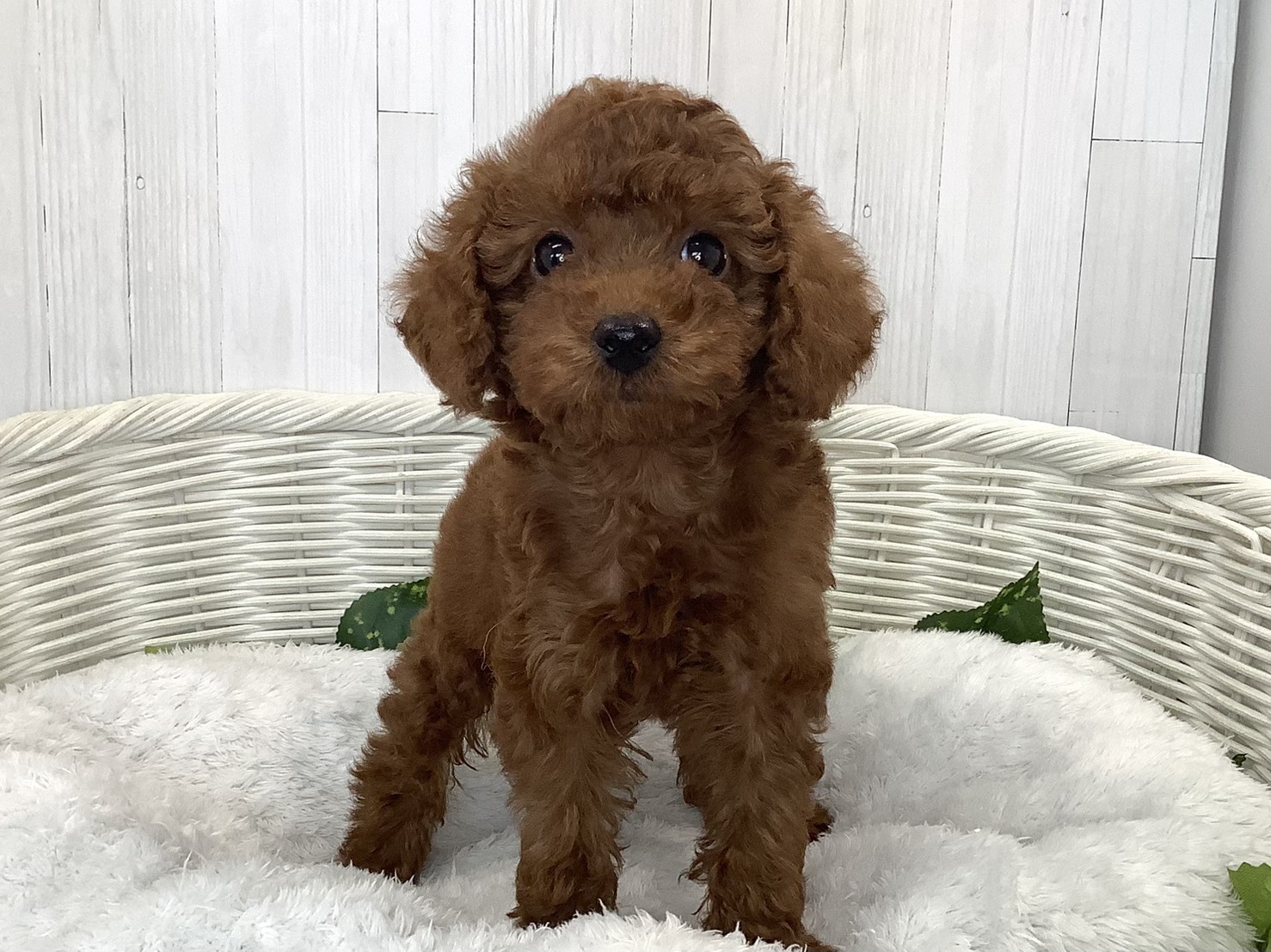 奈良県のハーフ犬・ミックス犬 (マルエスペット 押熊店/2026年7月19日生まれ/男の子/レッド)の子犬の1枚目の画像