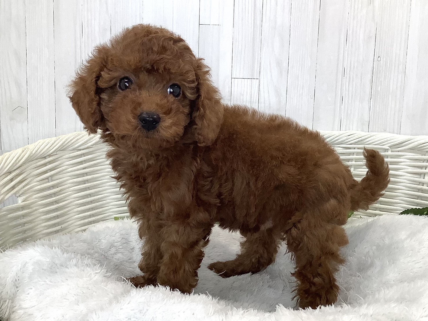 奈良県のハーフ犬・ミックス犬 (マルエスペット 押熊店/2026年7月19日生まれ/男の子/レッド)の子犬の2枚目の画像