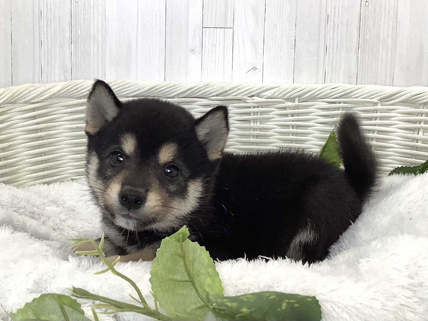 奈良県の豆柴 (マルエスペット いかるが店/2026年7月20日生まれ/男の子/黒)の子犬の3枚目の画像