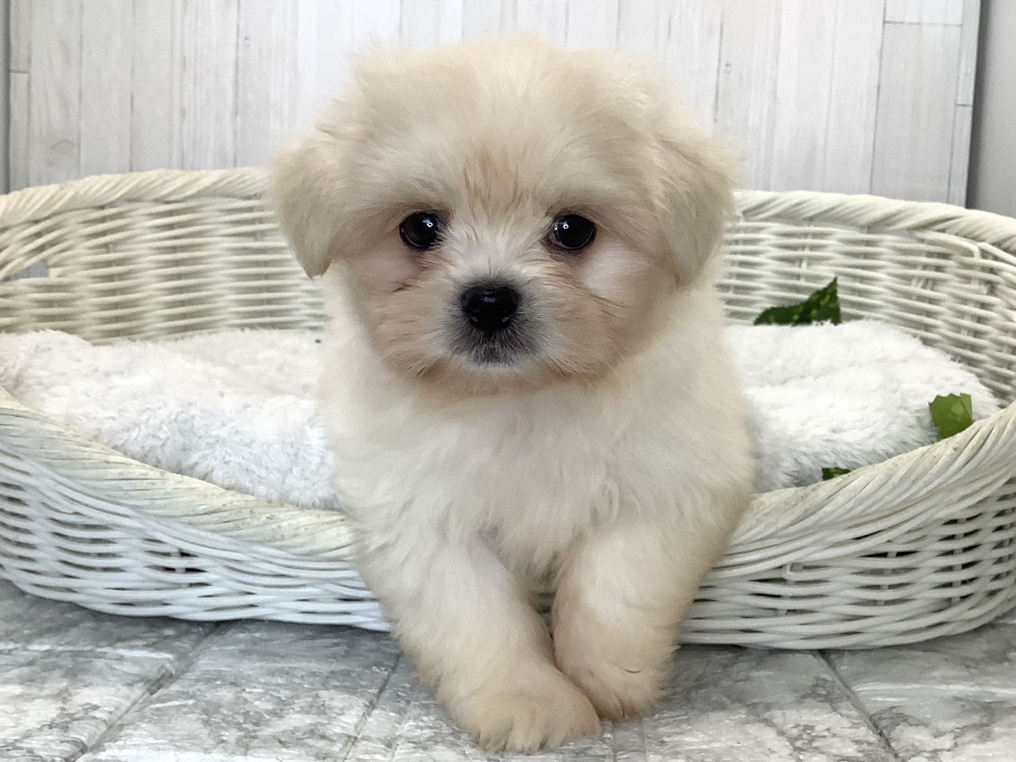 静岡県のハーフ犬・ミックス犬 (マルエスペット清水駒越店/2026年7月17日生まれ/男の子/クリーム)の子犬の1枚目の画像