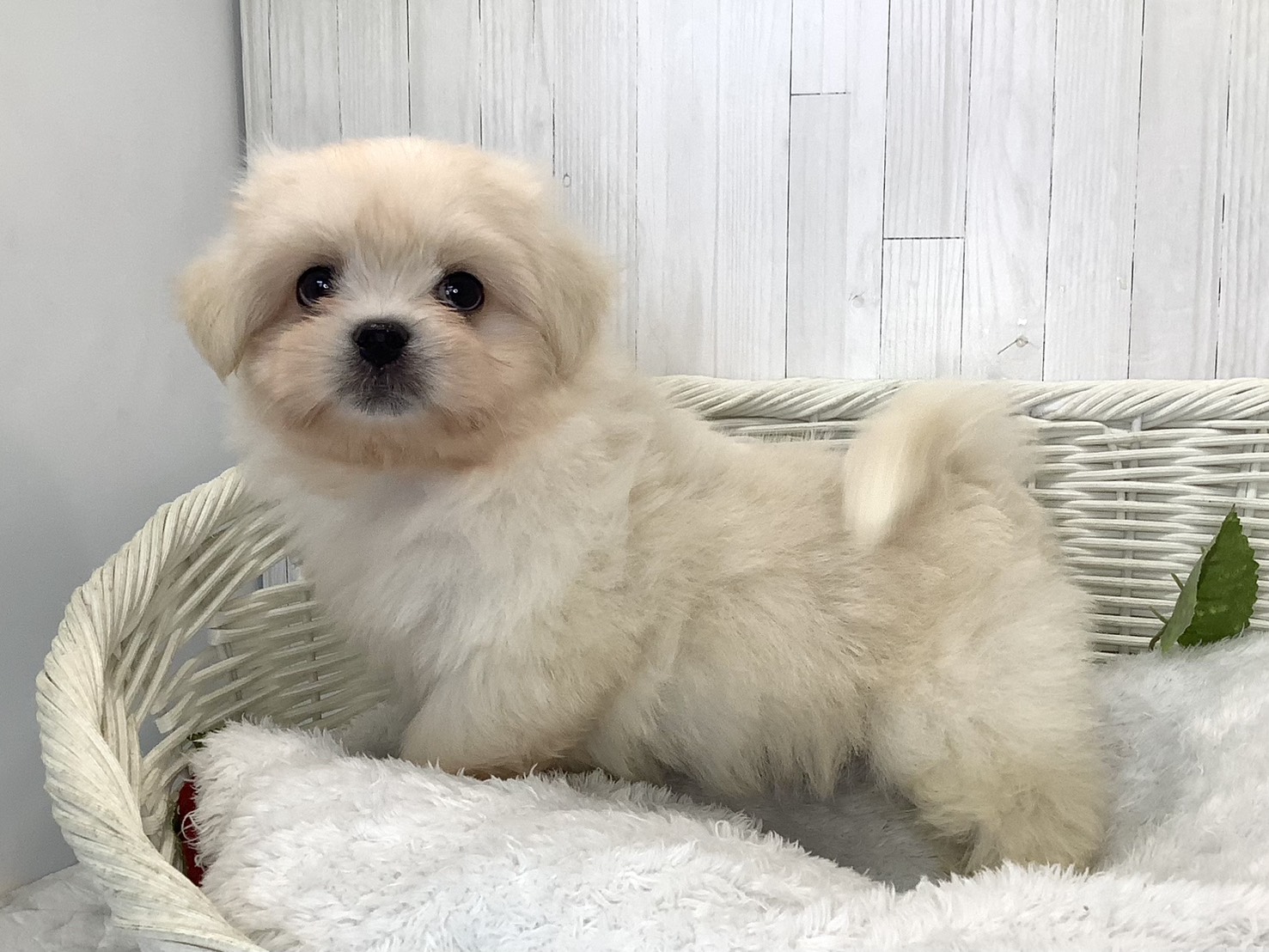 静岡県のハーフ犬・ミックス犬 (マルエスペット清水駒越店/2026年7月17日生まれ/男の子/クリーム)の子犬の2枚目の画像