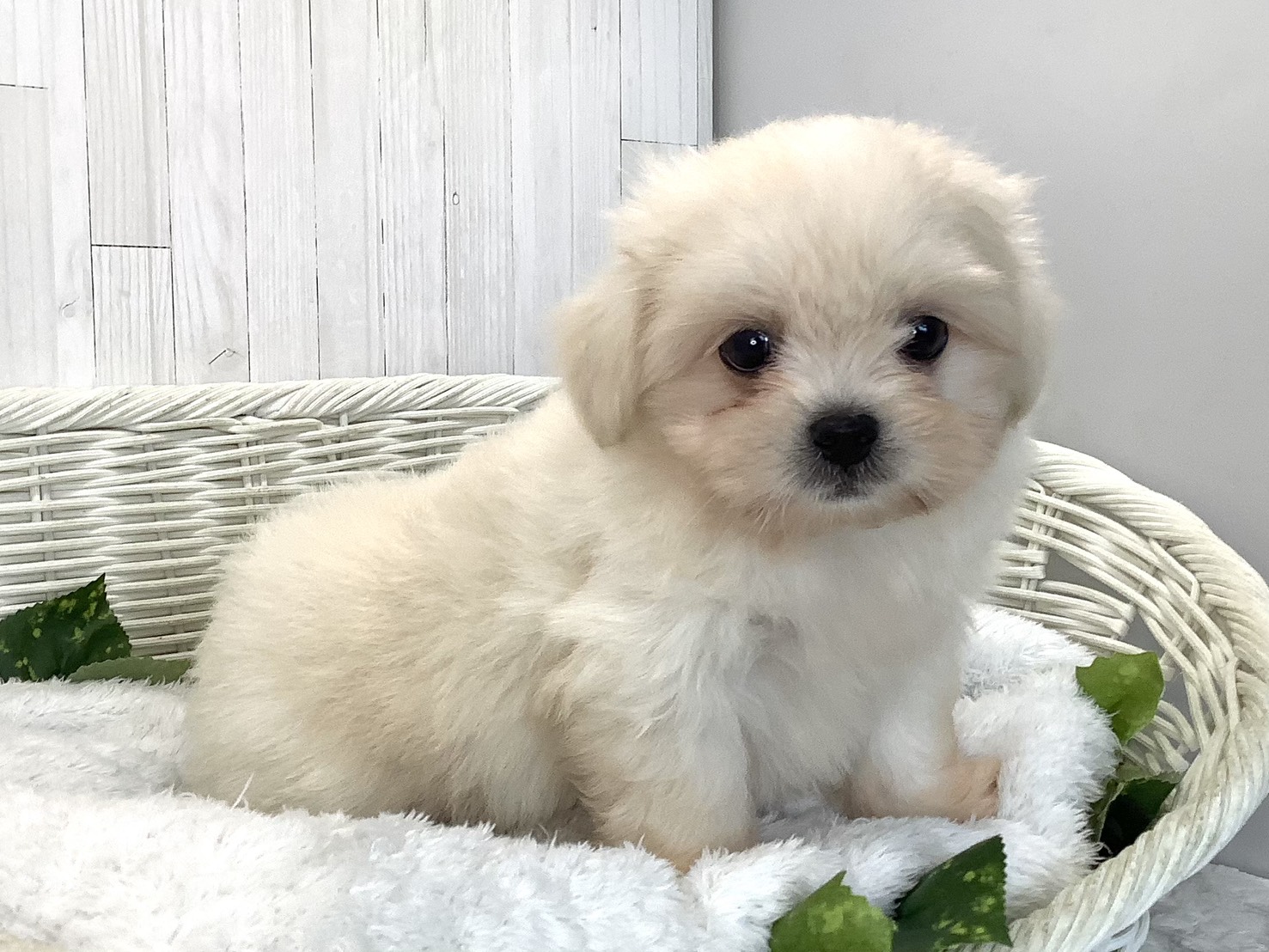 静岡県のハーフ犬・ミックス犬 (マルエスペット清水駒越店/2026年7月17日生まれ/男の子/クリーム)の子犬の3枚目の画像