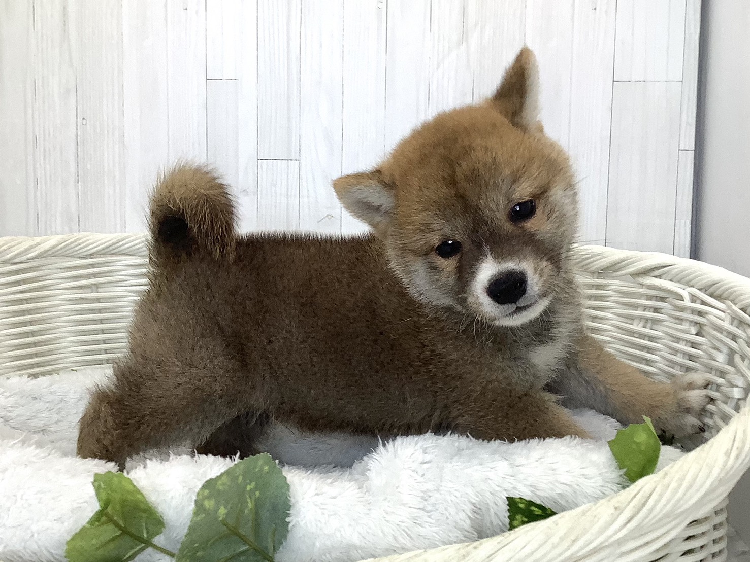 奈良県の柴犬(標準サイズ) (マルエスペット 奈良店/2026年7月20日生まれ/男の子/赤)の子犬の2枚目の画像