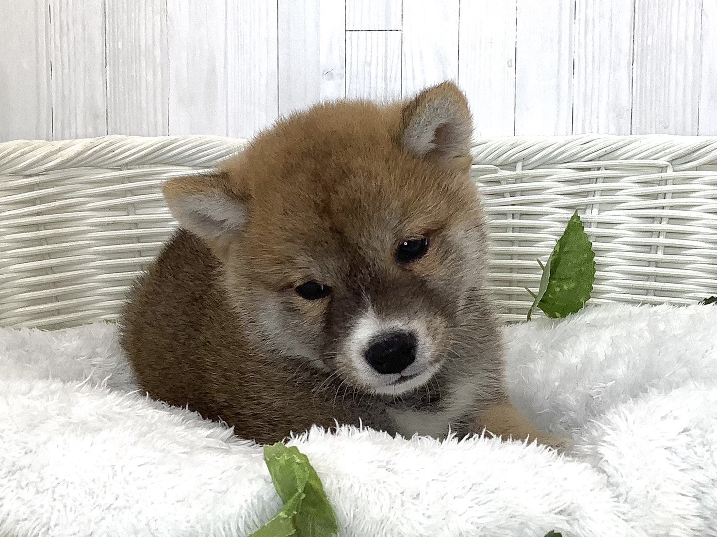 奈良県の柴犬(標準サイズ) (マルエスペット 奈良店/2026年7月20日生まれ/男の子/赤)の子犬の1枚目の画像