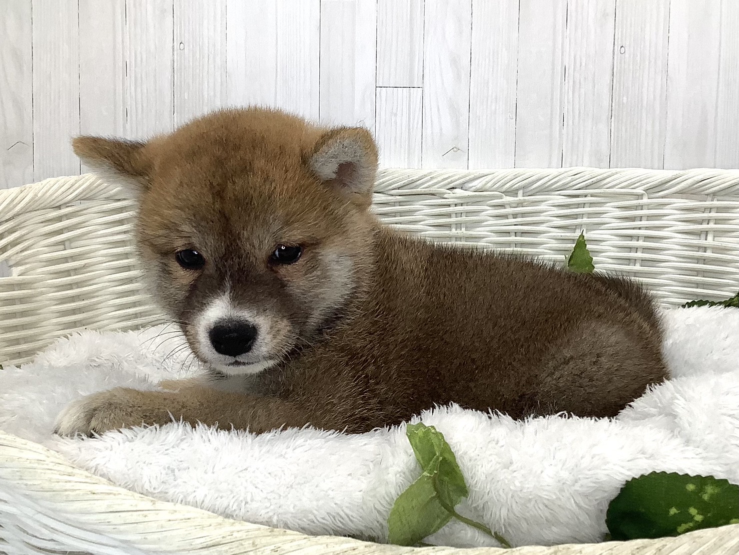 奈良県の柴犬(標準サイズ) (マルエスペット 奈良店/2026年7月20日生まれ/男の子/赤)の子犬の3枚目の画像