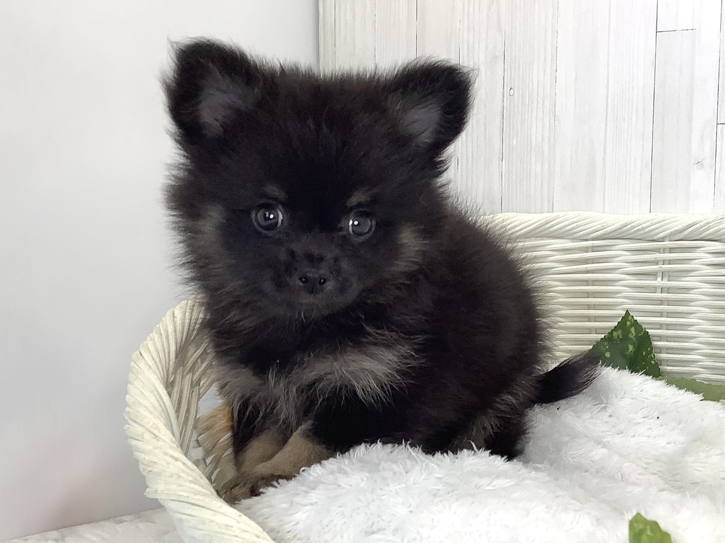 広島県のハーフ犬・ミックス犬 (マルエスペット広島段原ショッピングセンター店/2026年7月20日生まれ/男の子/ブラックタン)の子犬の3枚目の画像