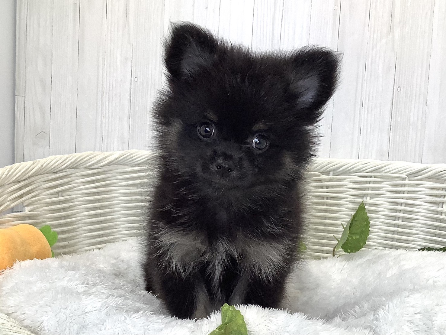 広島県のハーフ犬・ミックス犬 (マルエスペット広島段原ショッピングセンター店/2026年7月20日生まれ/男の子/ブラックタン)の子犬の1枚目の画像