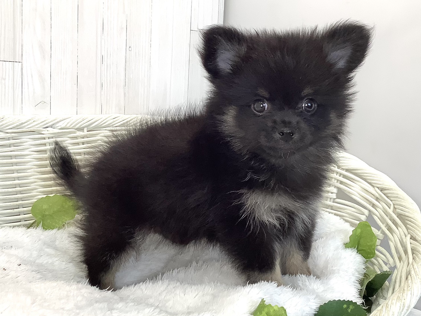 広島県のハーフ犬・ミックス犬 (マルエスペット広島段原ショッピングセンター店/2026年7月20日生まれ/男の子/ブラックタン)の子犬の2枚目の画像