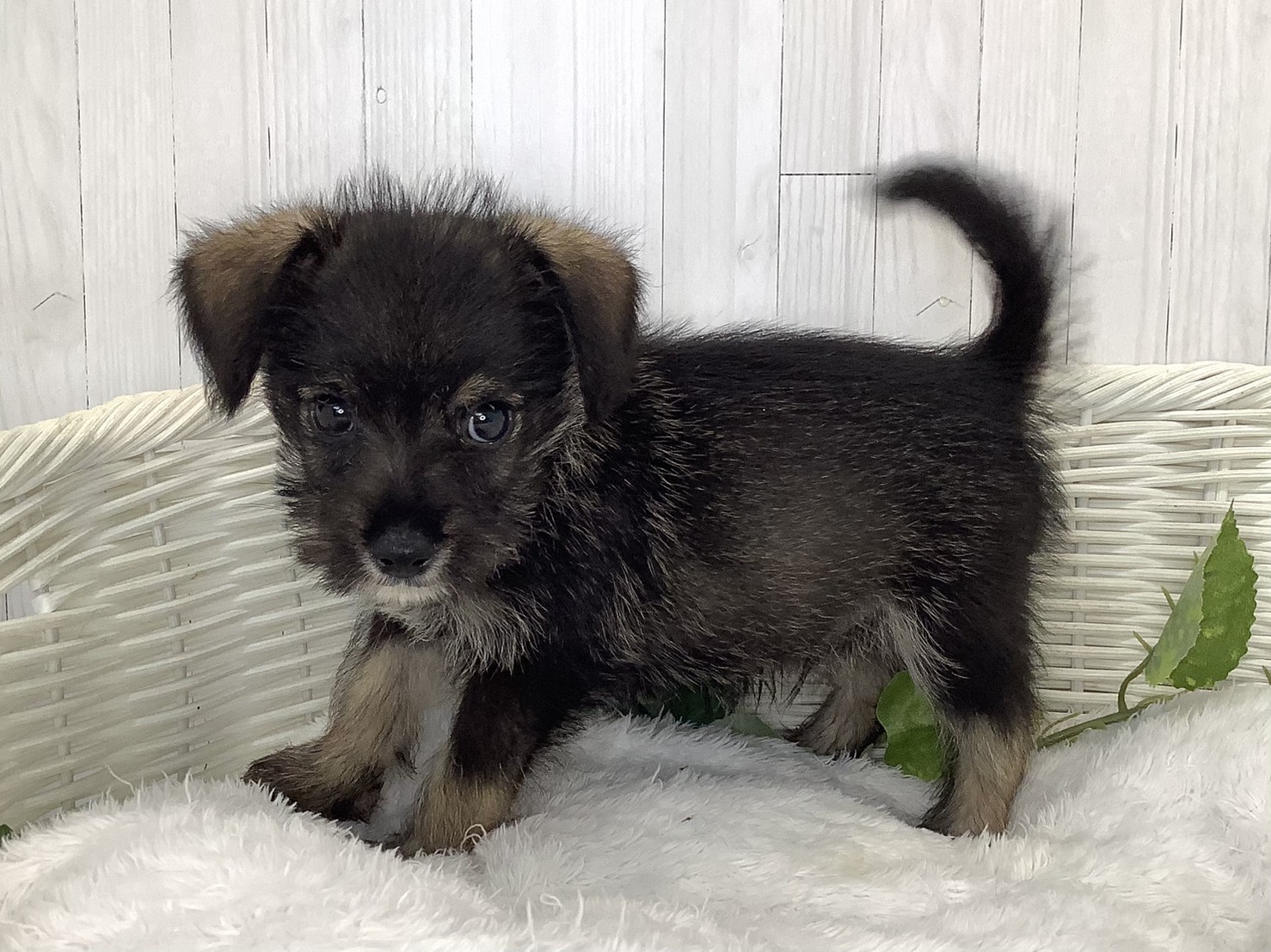 奈良県のハーフ犬・ミックス犬 (マルエスペット いかるが店/2026年7月18日生まれ/男の子/ソルトペッパー)の子犬の3枚目の画像