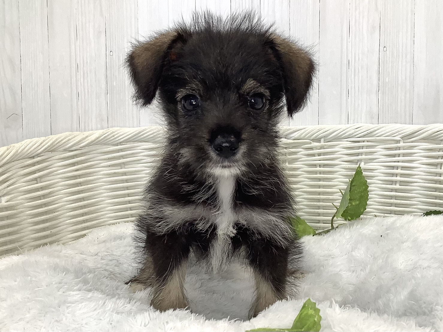 奈良県のハーフ犬・ミックス犬 (マルエスペット いかるが店/2026年7月18日生まれ/男の子/ソルトペッパー)の子犬の1枚目の画像