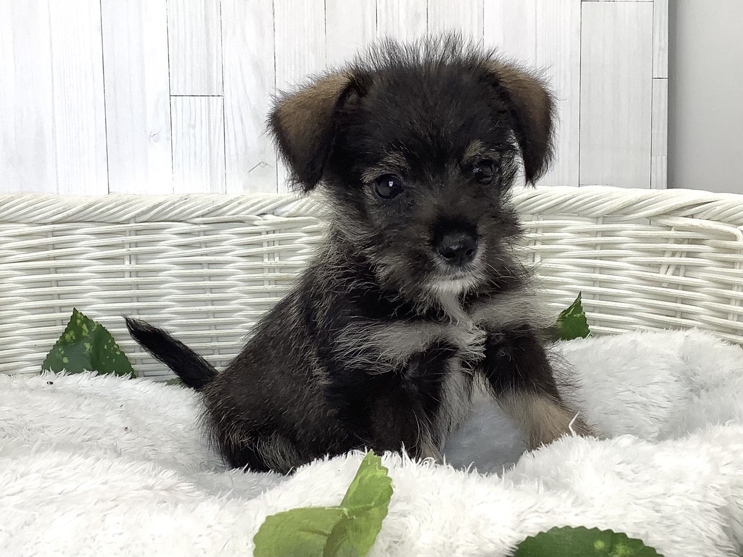 奈良県のハーフ犬・ミックス犬 (マルエスペット いかるが店/2026年7月18日生まれ/男の子/ソルトペッパー)の子犬の2枚目の画像