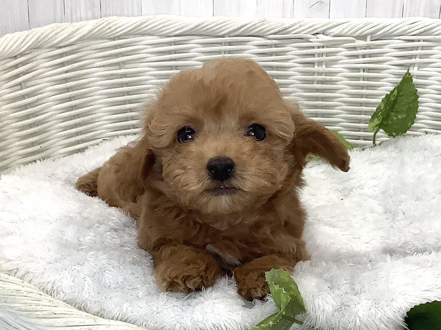 2026年7月17日生まれのハーフ犬・ミックス犬