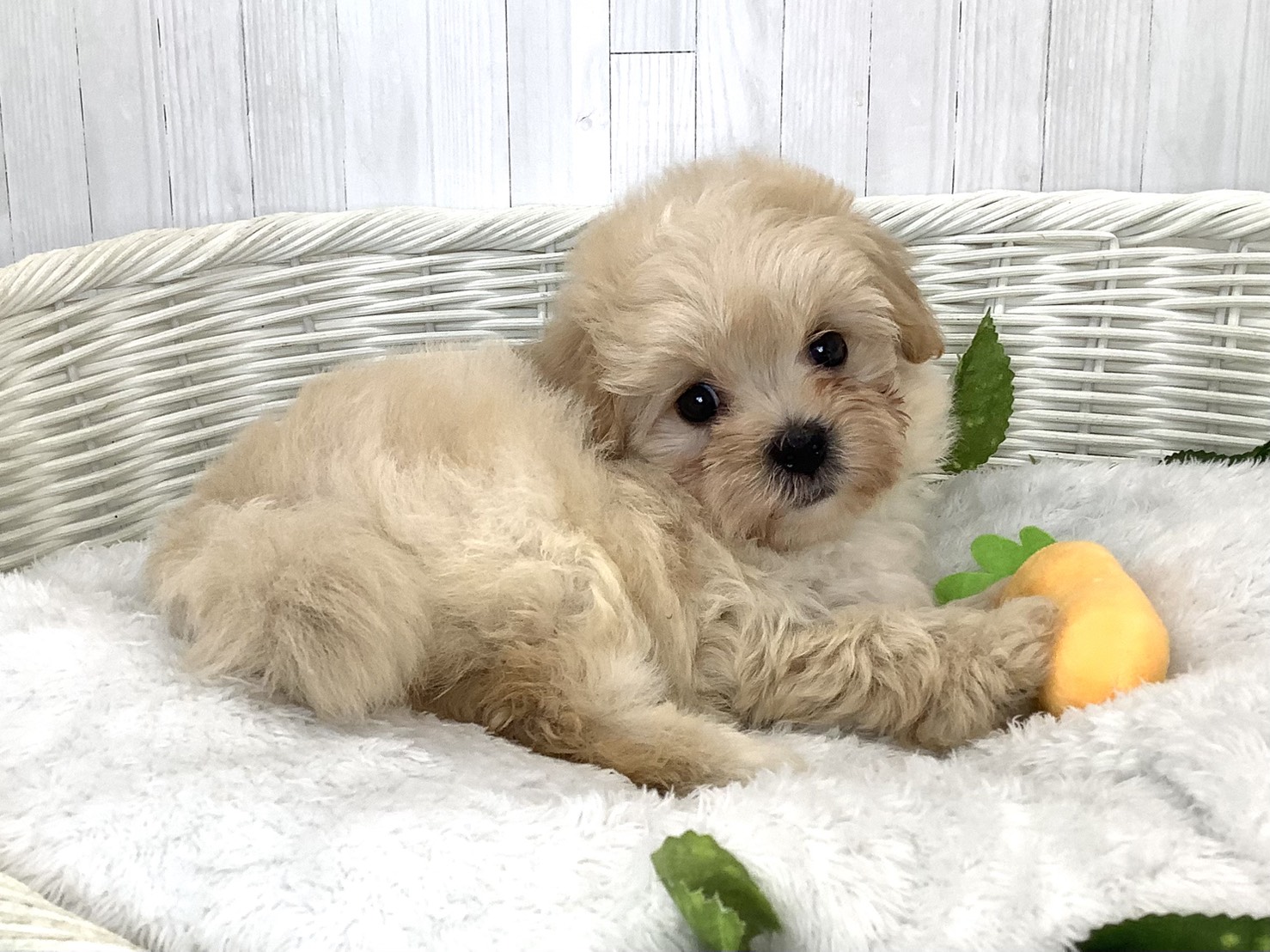 奈良県のハーフ犬・ミックス犬 (マルエスペット はんな店/2026年7月18日生まれ/男の子/クリーム)の子犬の2枚目の画像