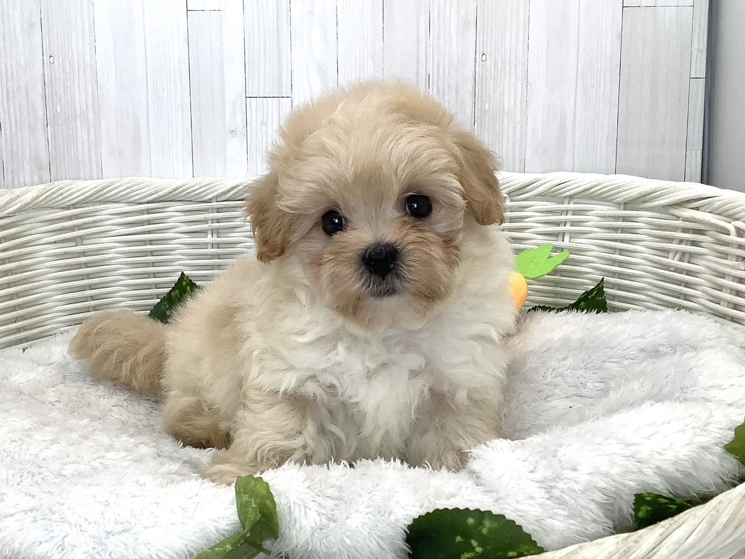 奈良県のハーフ犬・ミックス犬 (マルエスペット はんな店/2026年7月18日生まれ/男の子/クリーム)の子犬の1枚目の画像