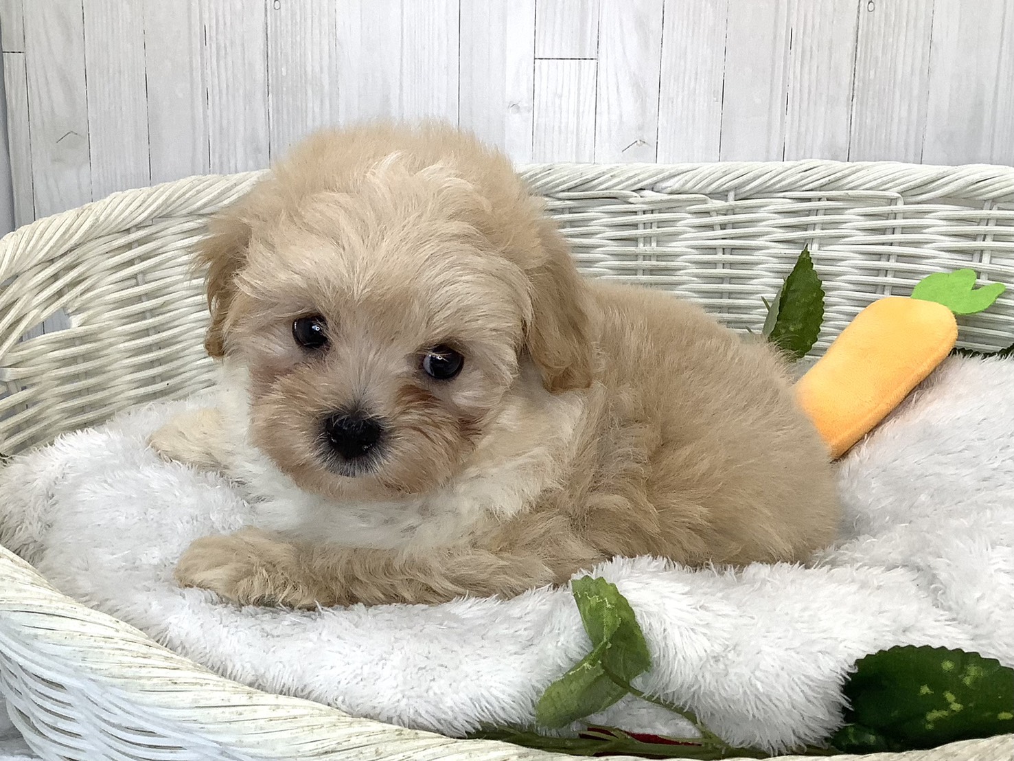 奈良県のハーフ犬・ミックス犬 (マルエスペット はんな店/2026年7月18日生まれ/男の子/クリーム)の子犬の3枚目の画像