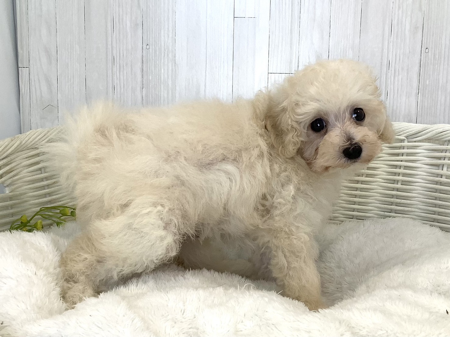 奈良県のトイプードル(トイ) (マルエスペット はんな店/2026年7月27日生まれ/男の子/クリーム)の子犬の3枚目の画像