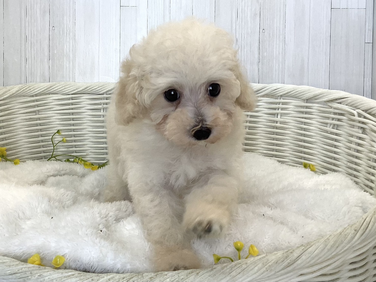 奈良県のトイプードル(トイ) (マルエスペット はんな店/2026年7月27日生まれ/男の子/クリーム)の子犬の1枚目の画像
