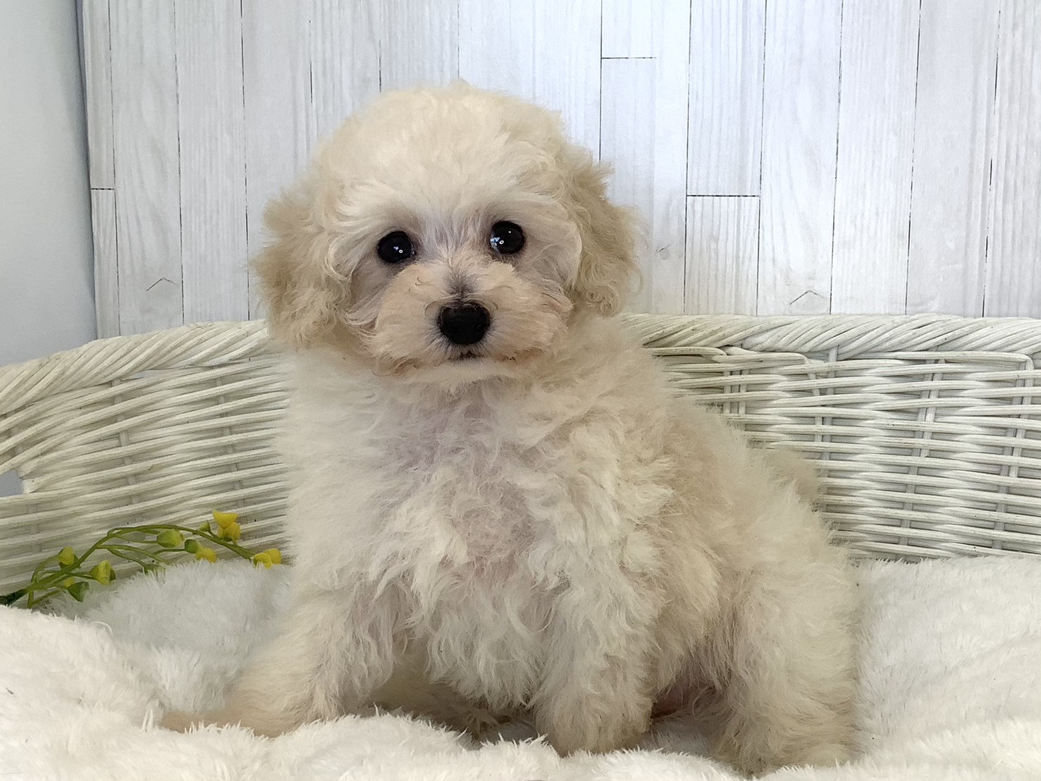 奈良県のトイプードル(トイ) (マルエスペット はんな店/2026年7月27日生まれ/男の子/クリーム)の子犬の2枚目の画像