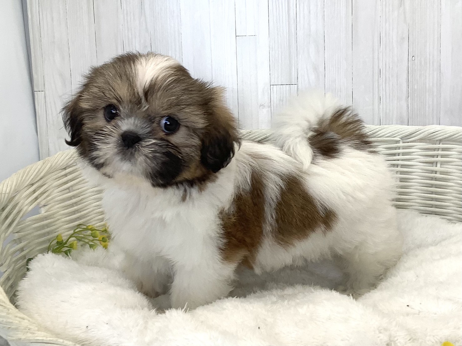 奈良県のシーズー (マルエスペット いかるが店/2026年7月27日生まれ/女の子/ゴールドホワイト)の子犬の3枚目の画像