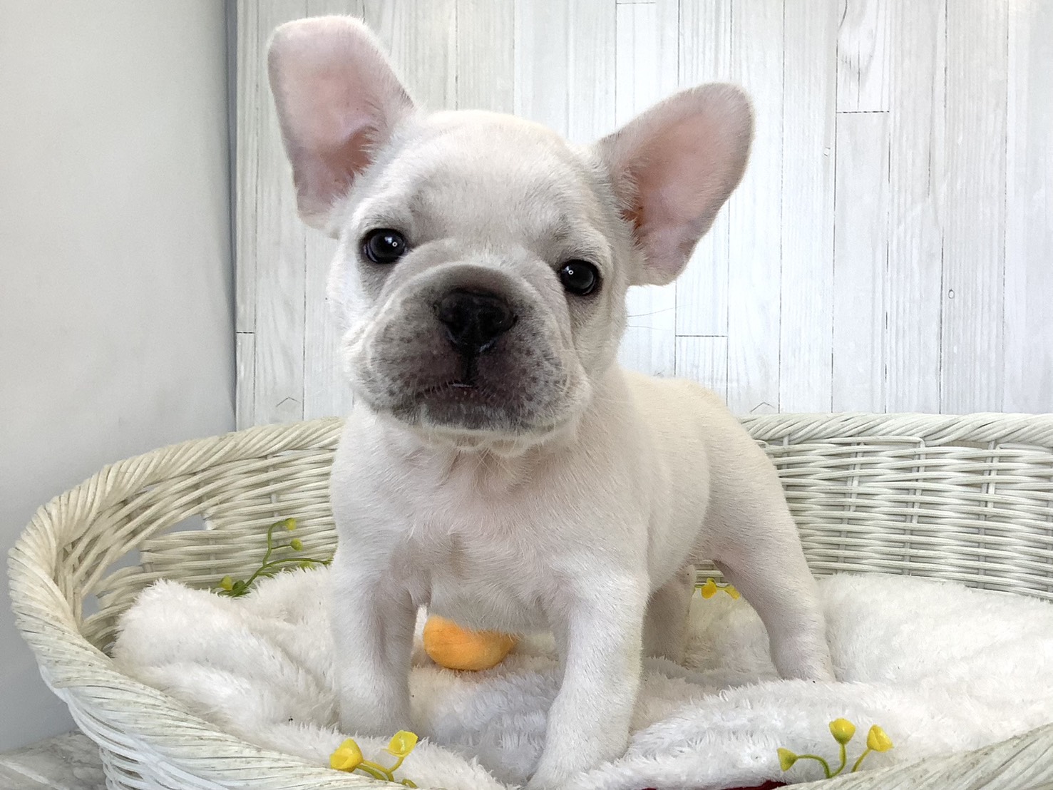 奈良県のフレンチブルドッグ (マルエスペット 富雄店/2026年7月22日生まれ/男の子/クリーム)の子犬の2枚目の画像