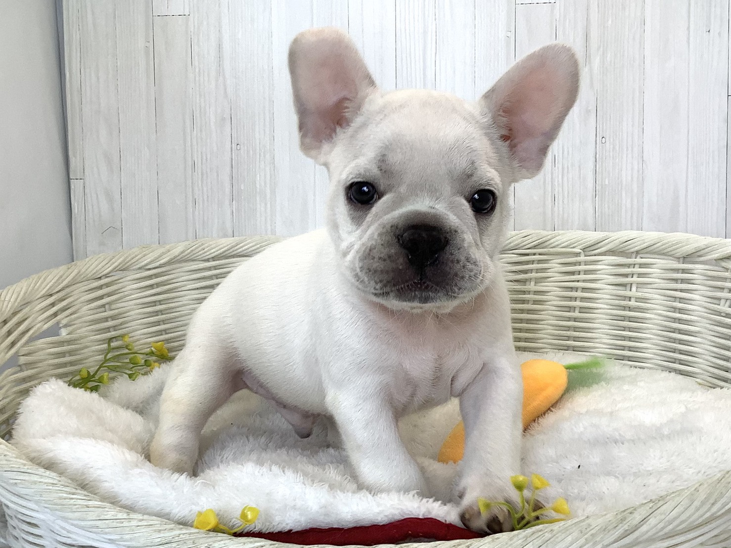 奈良県のフレンチブルドッグ (マルエスペット 富雄店/2026年7月22日生まれ/男の子/クリーム)の子犬の3枚目の画像