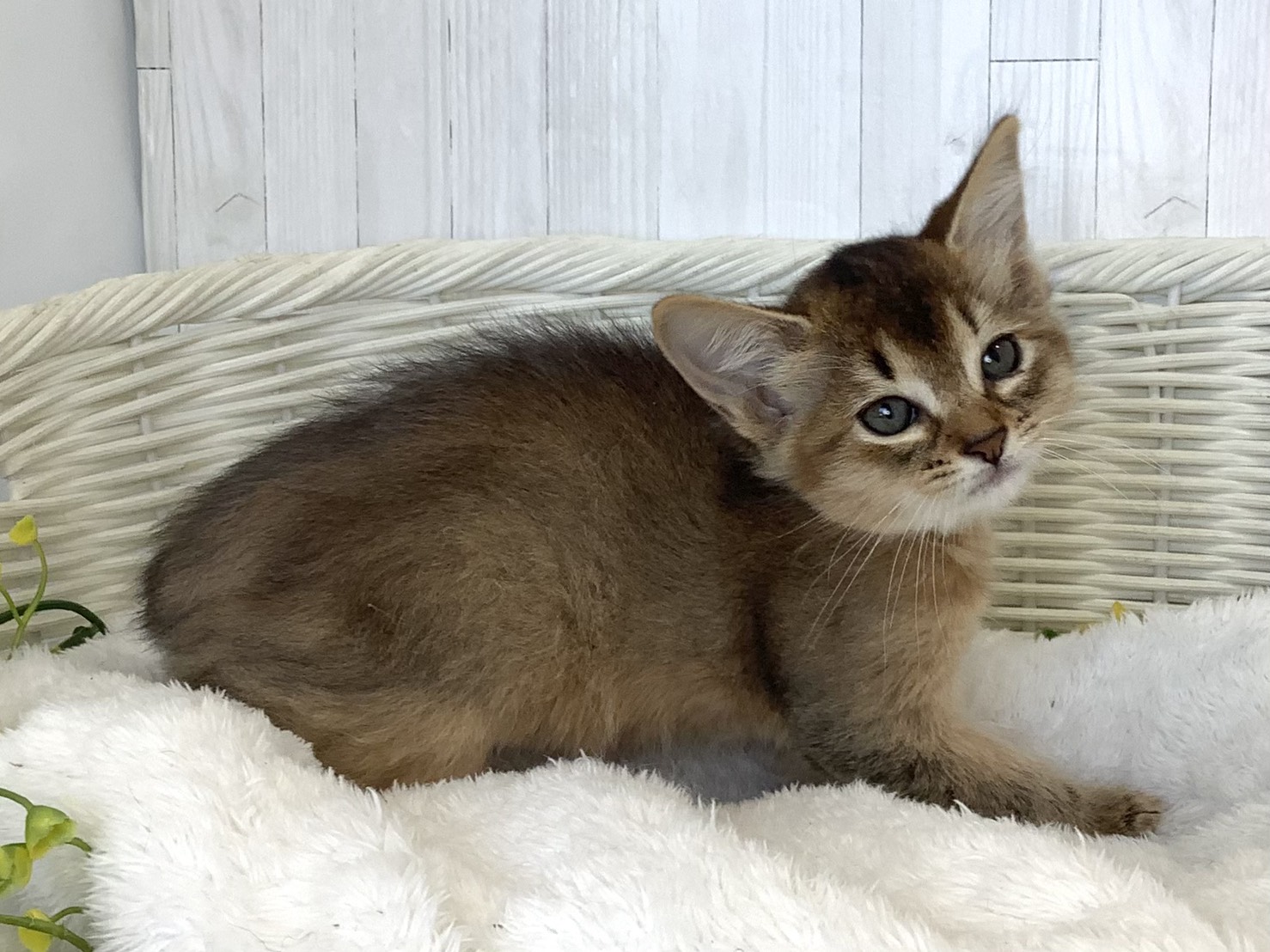 奈良県のソマリ (マルエスペット 富雄店/2026年7月27日生まれ/女の子/ルディ)の子猫の2枚目の画像