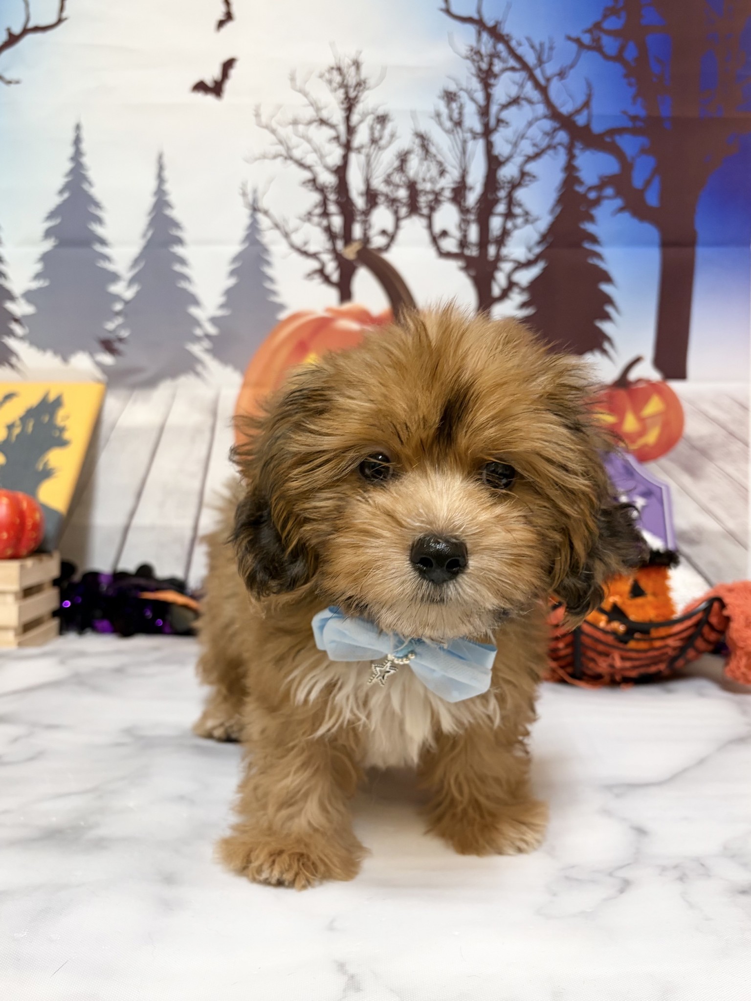 静岡県のハーフ犬・ミックス犬 (マルエスペット富士店/2026年8月15日生まれ/男の子/シェーデットレッド)の子犬の4枚目の画像