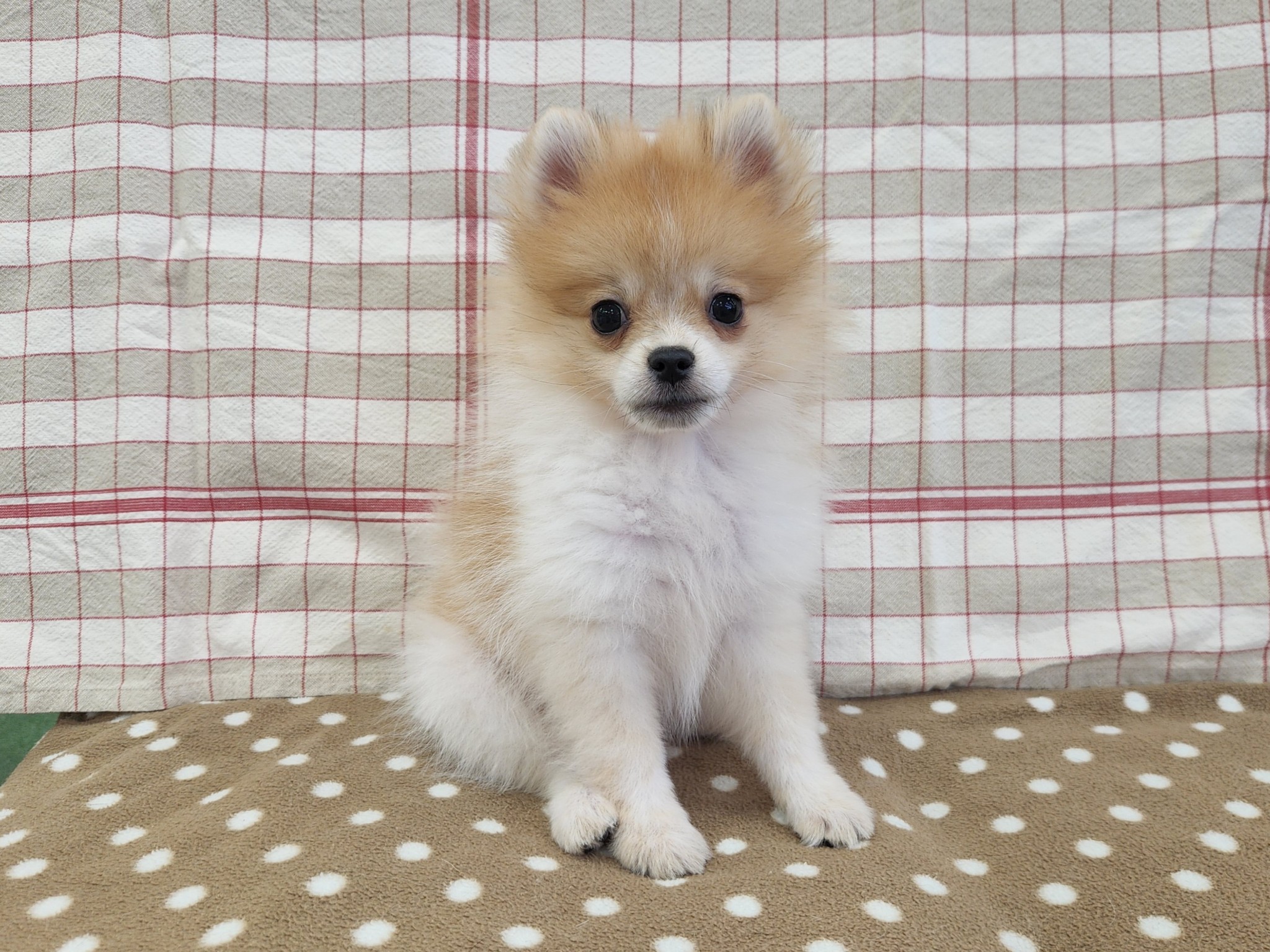 奈良県のポメラニアン (マルエスペット いかるが店/2026年7月13日生まれ/男の子/パーティーカラー)の子犬の4枚目の画像