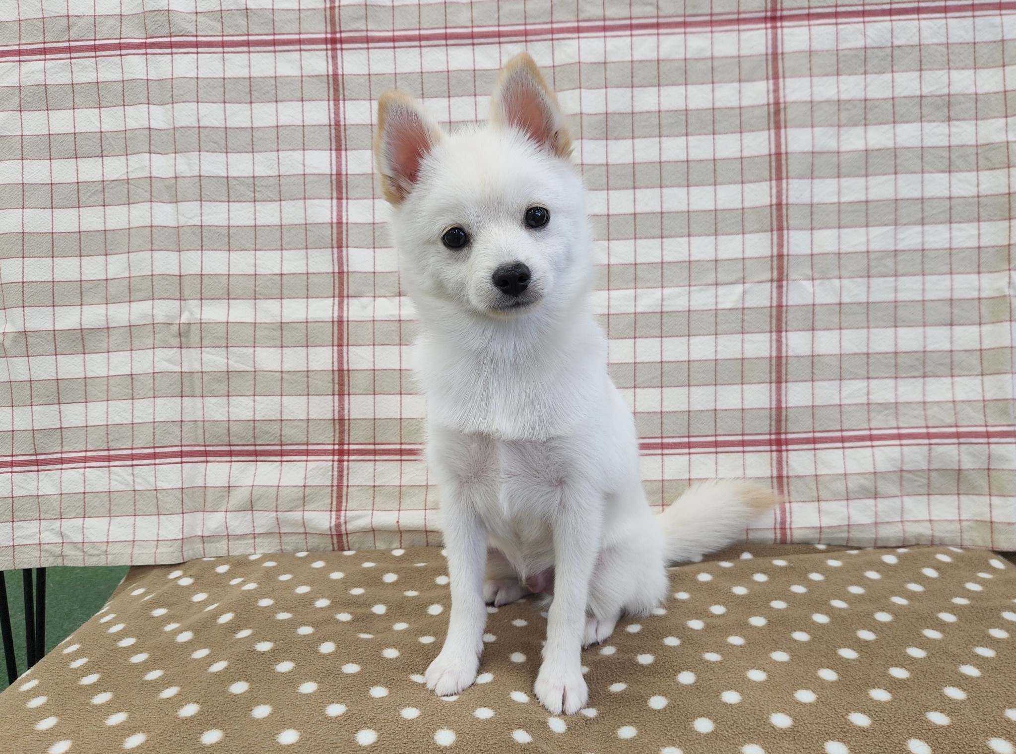 奈良県のハーフ犬・ミックス犬 (マルエスペット いかるが店/2026年5月10日生まれ/男の子/クリーム)の子犬の4枚目の画像