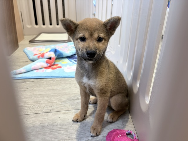 奈良県の柴犬(標準サイズ) (マルエスペット ヒルステップ生駒店/2026年7月6日生まれ/男の子/赤)の子犬の4枚目の画像