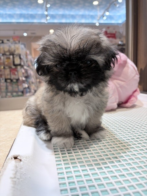 奈良県のハーフ犬・ミックス犬 (マルエスペット ヒルステップ生駒店/2026年8月10日生まれ/女の子/フォーン)の子犬の4枚目の画像