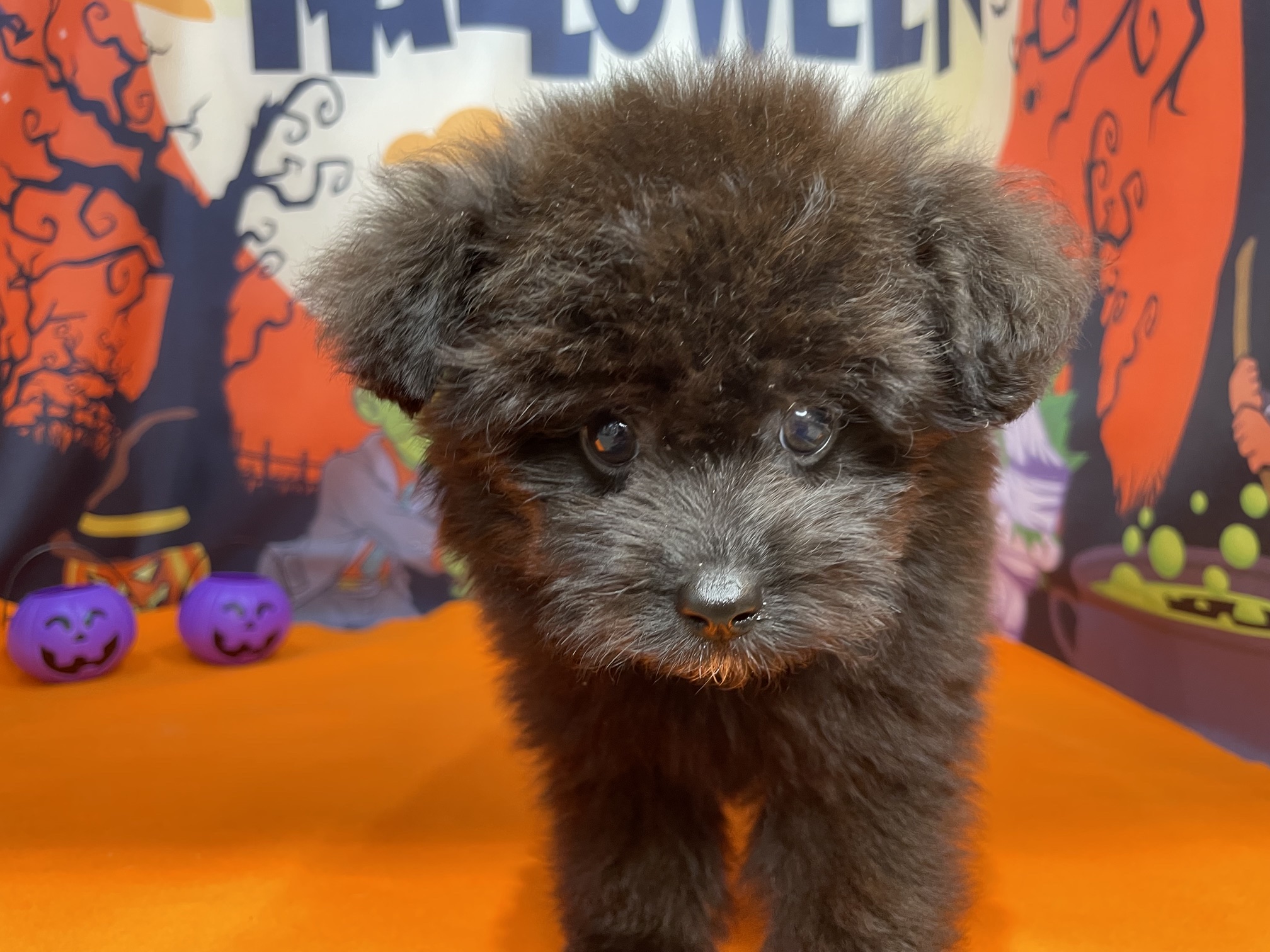 奈良県のハーフ犬・ミックス犬 (マルエスペット ヒルステップ生駒店/2026年8月2日生まれ/男の子/ブラック)の子犬の4枚目の画像