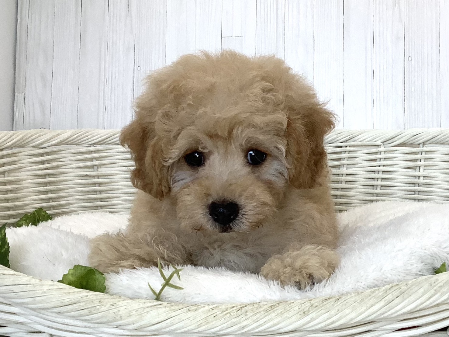 奈良県のハーフ犬・ミックス犬 (マルエスペット 奈良店/2026年8月17日生まれ/男の子/クリーム)の子犬の1枚目の画像