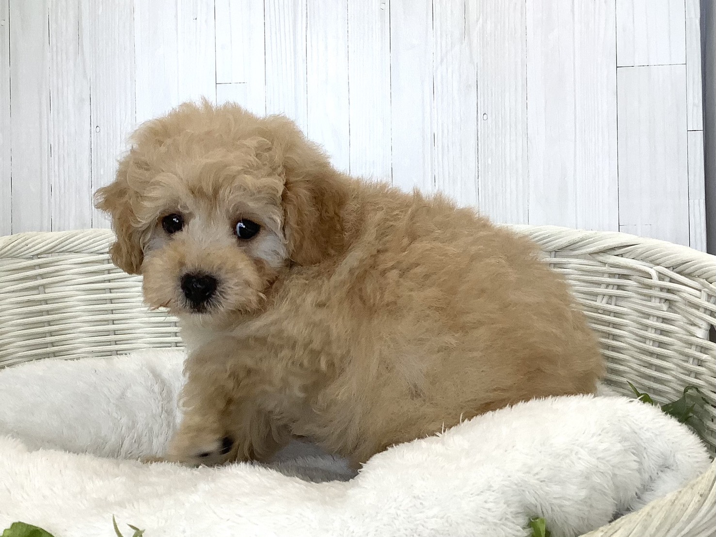 奈良県のハーフ犬・ミックス犬 (マルエスペット 奈良店/2026年8月17日生まれ/男の子/クリーム)の子犬の3枚目の画像