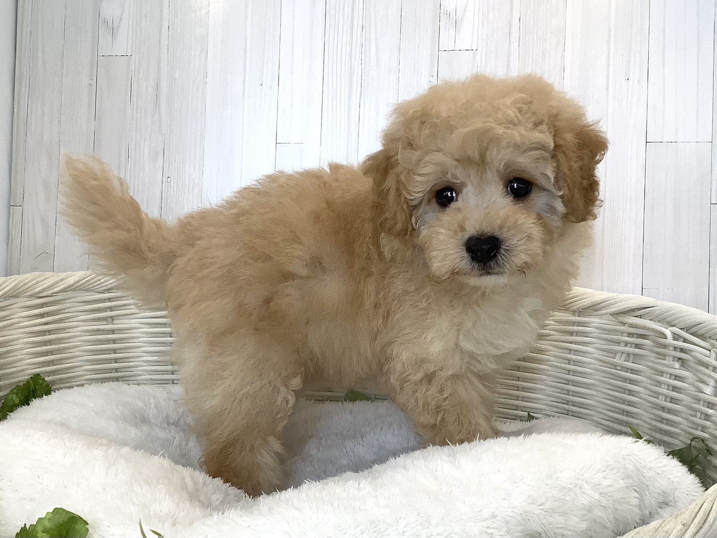 奈良県のハーフ犬・ミックス犬 (マルエスペット 奈良店/2026年8月17日生まれ/男の子/クリーム)の子犬の2枚目の画像