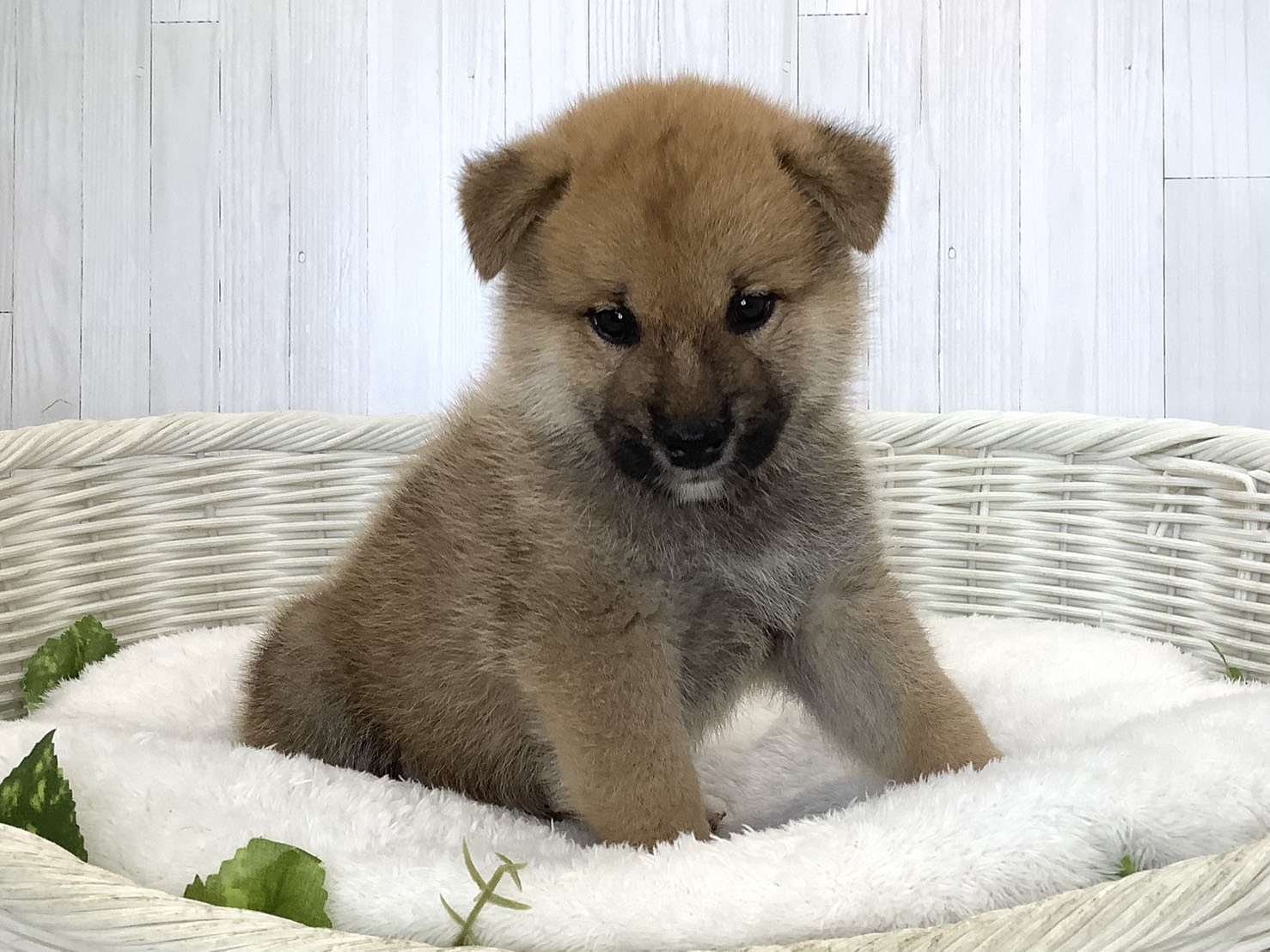 神奈川県の柴犬(標準サイズ) (マルエスペット相模大野店/2026年8月17日生まれ/男の子/赤)の子犬の3枚目の画像