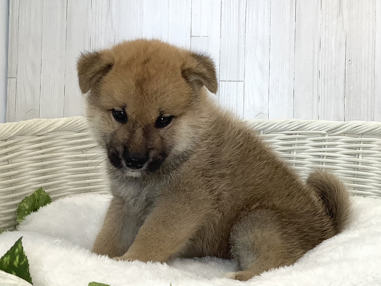 神奈川県の柴犬(標準サイズ) (マルエスペット相模大野店/2026年8月17日生まれ/男の子/赤)の子犬の2枚目の画像