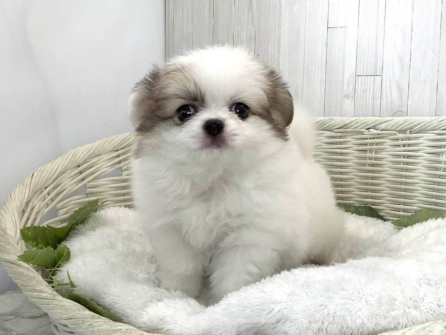 奈良県のハーフ犬・ミックス犬 (マルエスペット ヒルステップ生駒店/2026年8月17日生まれ/女の子/パーティーカラー)の子犬の3枚目の画像