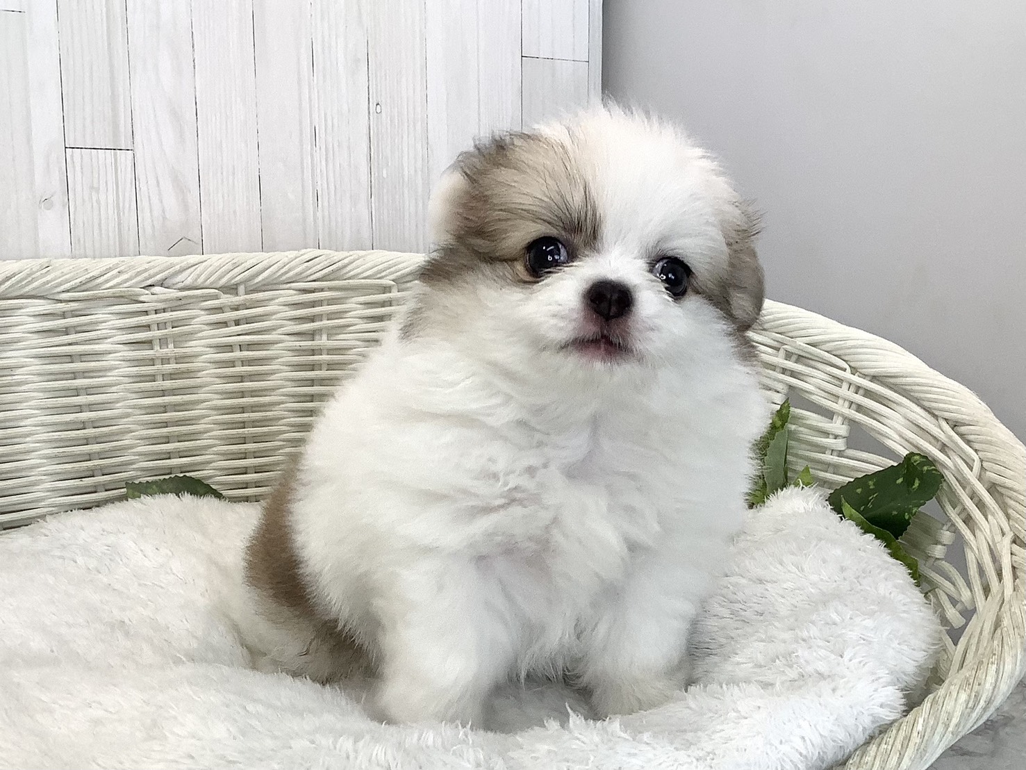奈良県のハーフ犬・ミックス犬 (マルエスペット ヒルステップ生駒店/2026年8月17日生まれ/女の子/パーティーカラー)の子犬の2枚目の画像